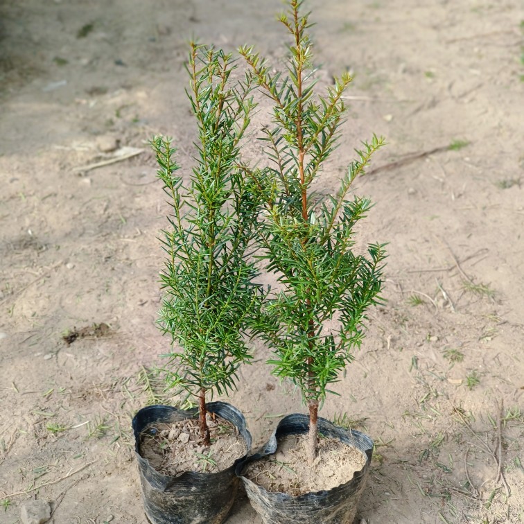 正宗东北方耐寒红豆杉树苗正宗绿植地栽室外盆栽盆景庭院植物小苗-图0