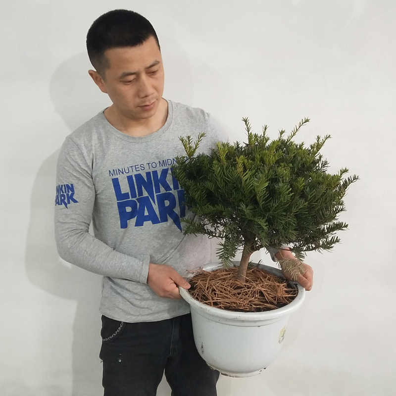 东北红豆杉树苗盆景地栽盆栽珍贵绿化植物客厅室内当年结果北方-图0