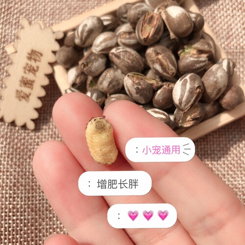 坦克虫活蜜袋鼯零食刺猬仓鼠花枝鼠金丝熊高蛋白营养长胖增肥宠物 - 图1