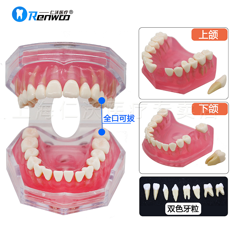 牙齿模型牙模型牙科教学模型种植牙备牙正畸病理口腔模型-图0