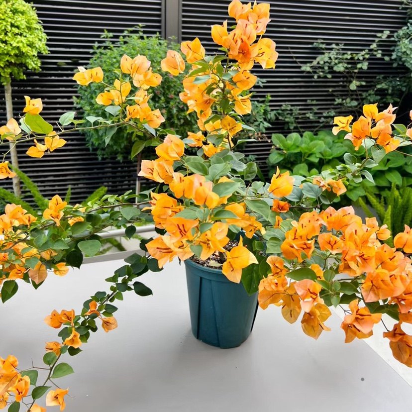 加州黄金三角梅四季勤花原生苗带花发货盆栽阳台绿植爬藤老桩包活,淘宝优惠券,粉丝福利购,淘宝优惠卷