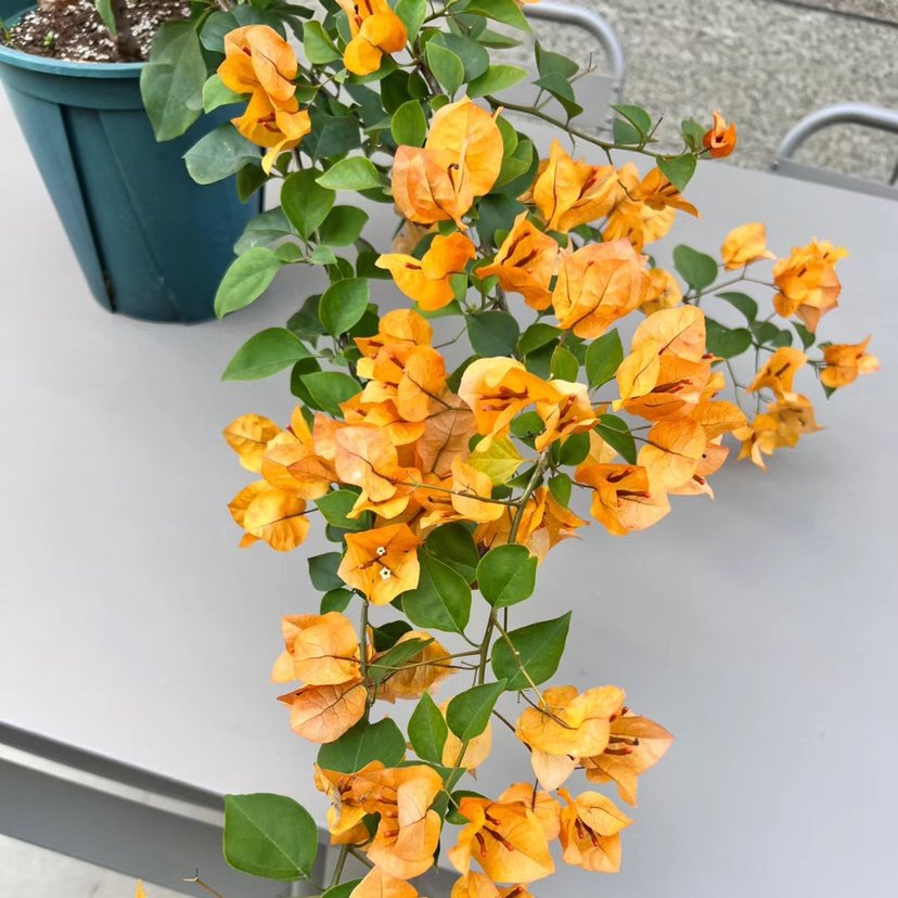 加州黄金三角梅四季勤花原生苗带花发货盆栽阳台绿植爬藤老桩包活,淘宝优惠券,粉丝福利购,淘宝优惠卷
