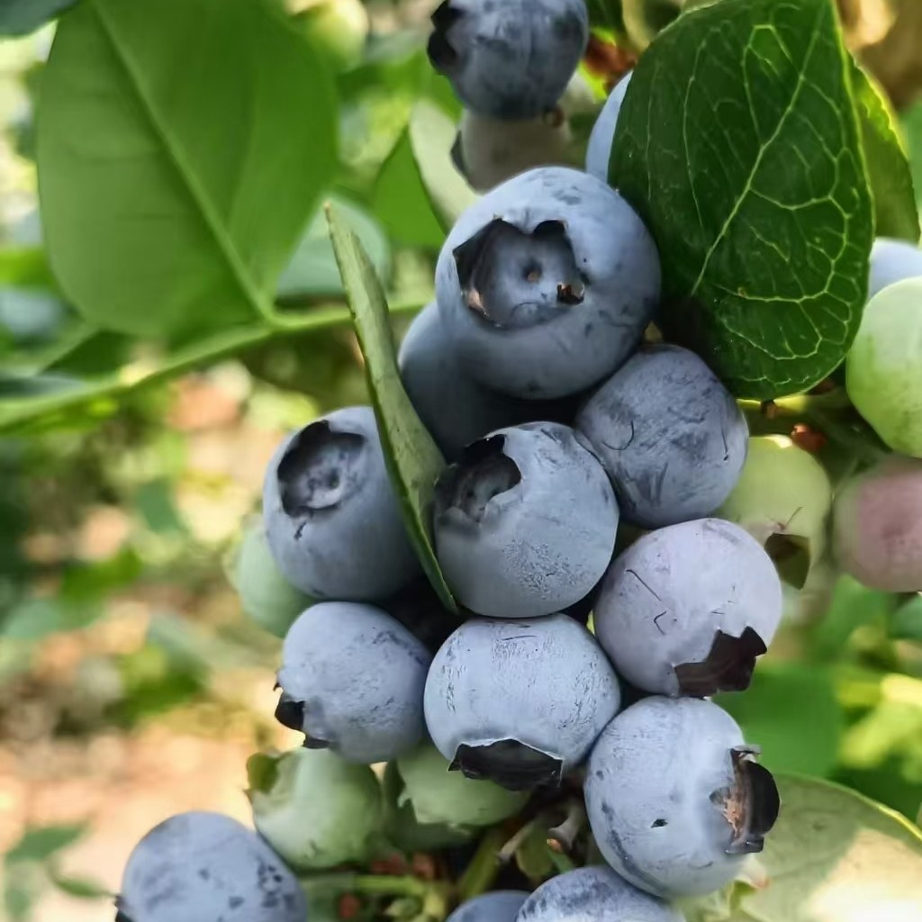 大，甜，脆，香，蓝莓苗盆栽苗,淘宝优惠券,粉丝福利购,淘宝优惠卷