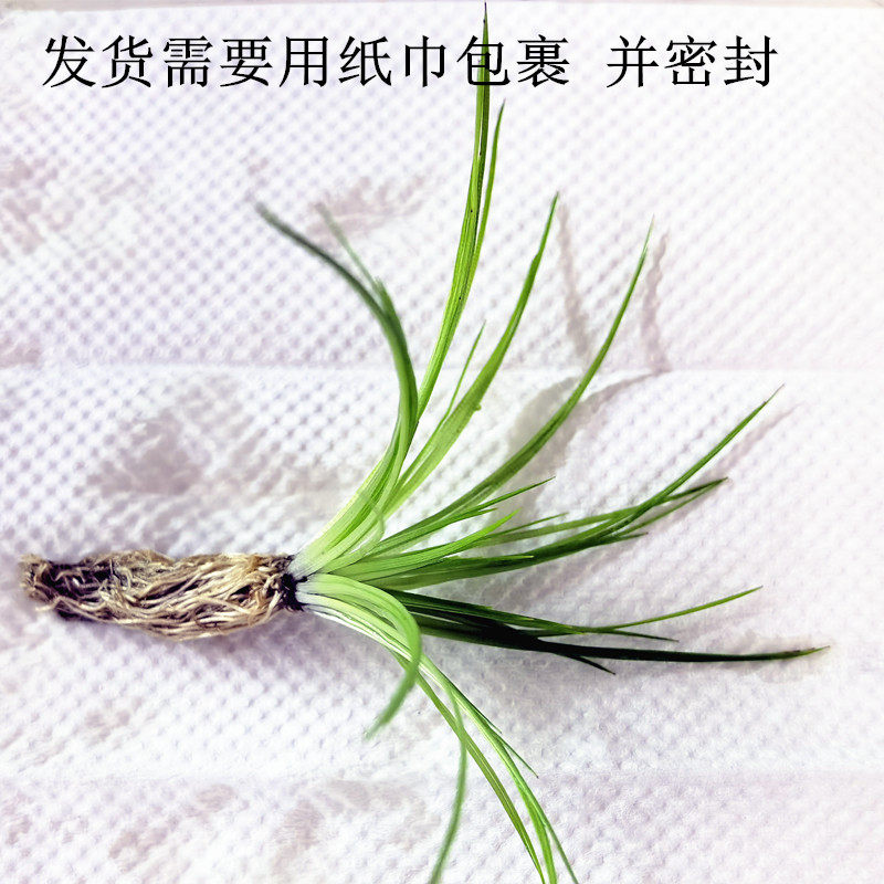 前景草中景草迷你牛毛天湖葵矮挖耳爬地矮珍珠南美叉柱花水草造景 玲珑草塘 淘优券