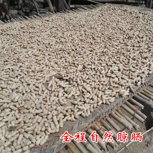 2025年带壳生花生新鲜自然晒干山区老品种红米小粒花生500g新货 - 图0