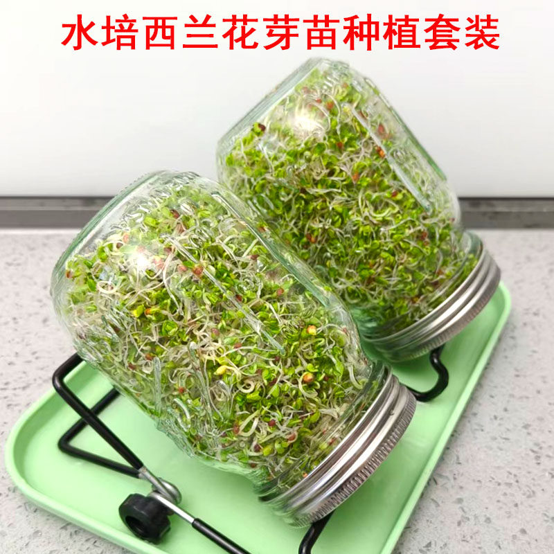 西兰花芽苗种子青花椰菜芽苗梅森瓶种植套装水培紫甘蓝西蓝花种孑,淘宝优惠券,粉丝福利购,淘宝优惠卷