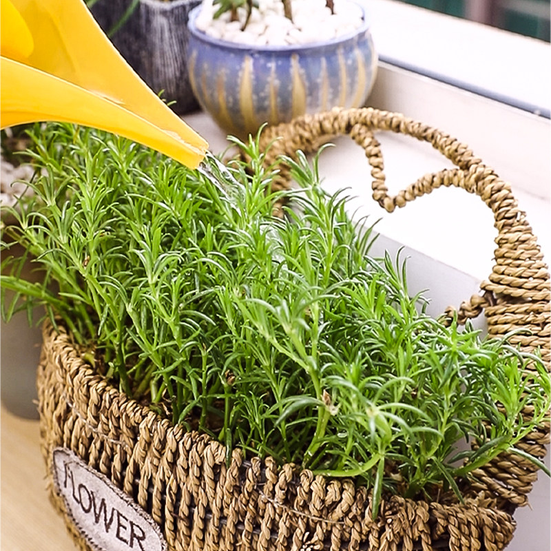 日本进口长嘴浇水壶尖嘴浇花壶家用小园艺盆栽洒水器养花浇菜神器,淘宝优惠券,粉丝福利购,淘宝优惠卷