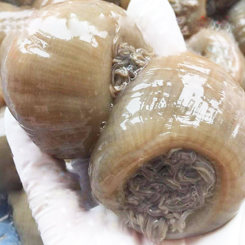探寻海洋生态奥秘：海葵实业引领潮流