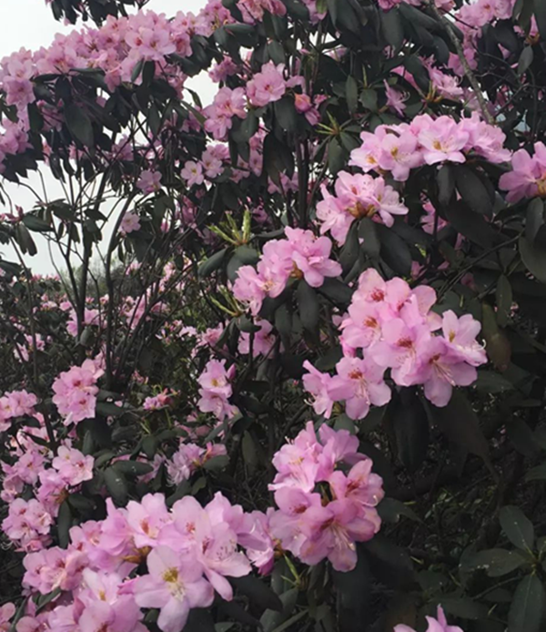 映山红杜鹃花盆景老桩室内客厅庭院花卉绿植盆栽植物除甲醛阳台 - 图2