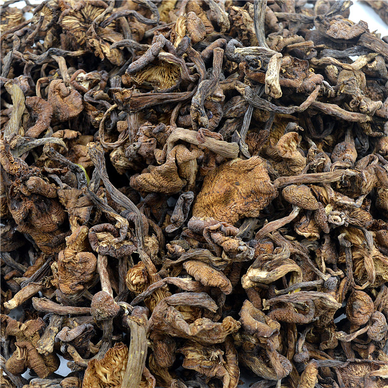 针蘑菇,一种像针一样的蘑菇,金针菇图片(第6页)_大山谷图库