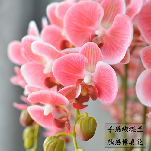 超大手感蝴蝶兰仿真花套装盆景客厅装饰餐桌边几摆设假花盆栽摆件 - 图2