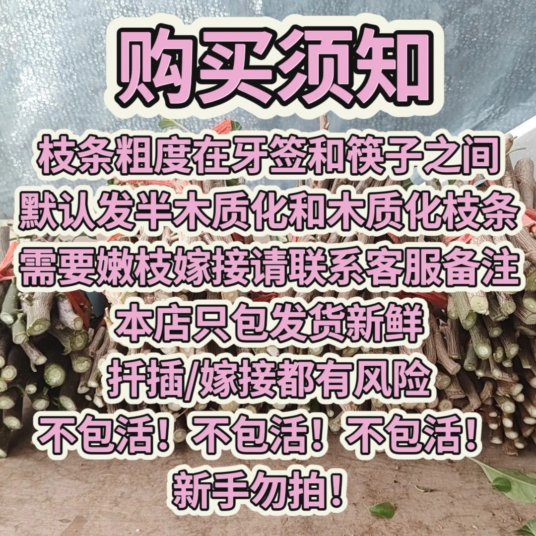 网红品种三角梅枝条接穗用于嫁接现剪现发包对版不包活不售后,淘宝优惠券,粉丝福利购,淘宝优惠卷