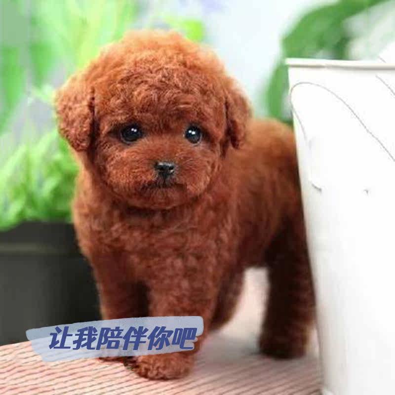 纯种泰迪幼犬贵宾犬小型家养棕色灰色双血统宠物小狗小体格长不大_虎窝淘
