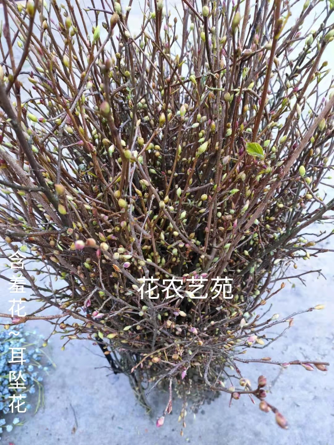 含羞花耳坠花新鲜切花水养枝条办公室内家用插花云南昆明基地直发-图1