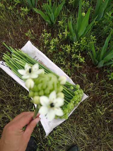 天鹅绒雀梅鲜切花水养家庭办公室内插花新鲜水培鲜花云南基地直发 - 图2