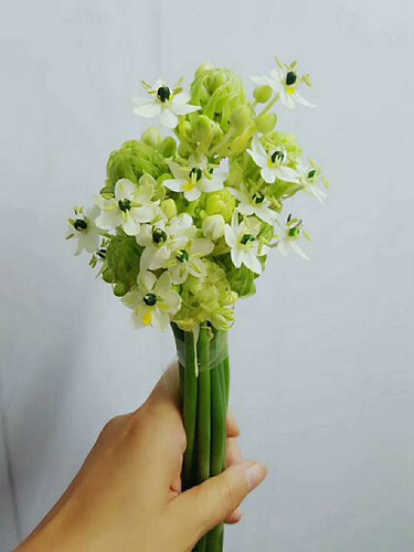 天鹅绒雀梅鲜切花水养家庭办公室内插花新鲜水培鲜花云南基地直发 - 图0