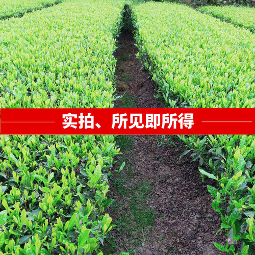 湖南汝城旱塘清香惠茶叶散装炒青绿茶2026新茶特级浓香型便宜200g - 图1