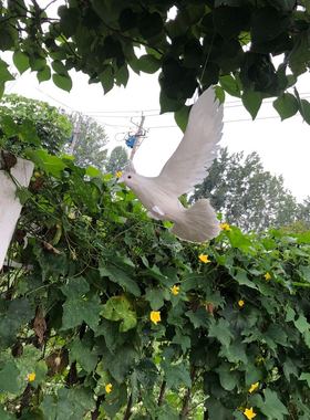 仿真鸽子摆件和平鸽羽毛鸟动物模型家居婚礼创意装饰白鸽装饰信鸽