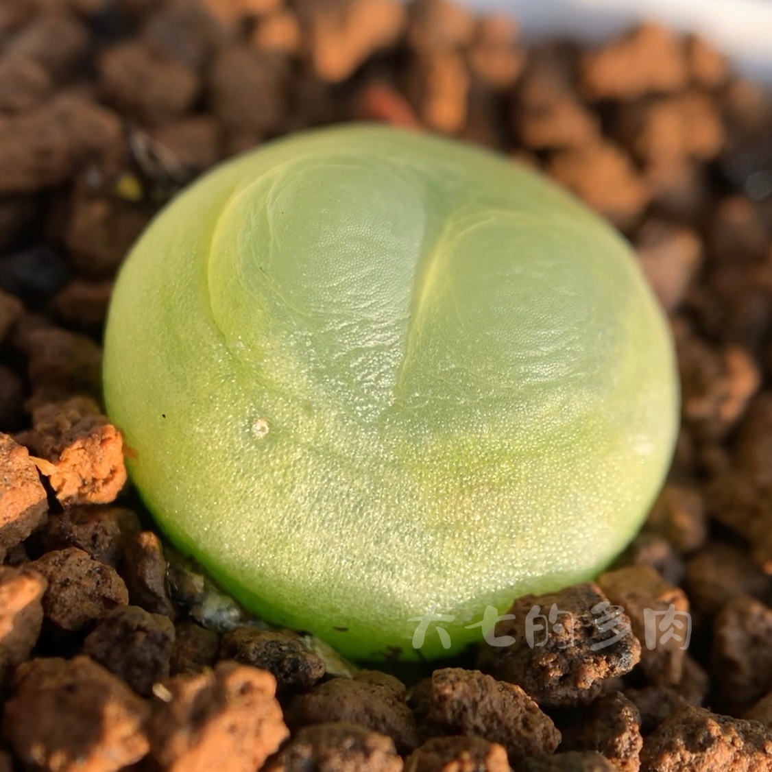 拉登肉锥尺寸1.5厘米左右多肉植物大七的多肉一物一拍-图0