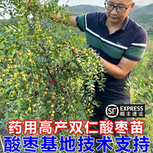 酸枣苗高产药用双仁酸枣树活苗野生酸枣仁苗中药晋酸3号枣树砧木 - 图0