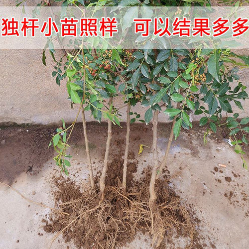 正宗大红袍花椒苗营养杯盆栽花椒树苗特麻山东花椒树土球藤椒地栽 - 图2