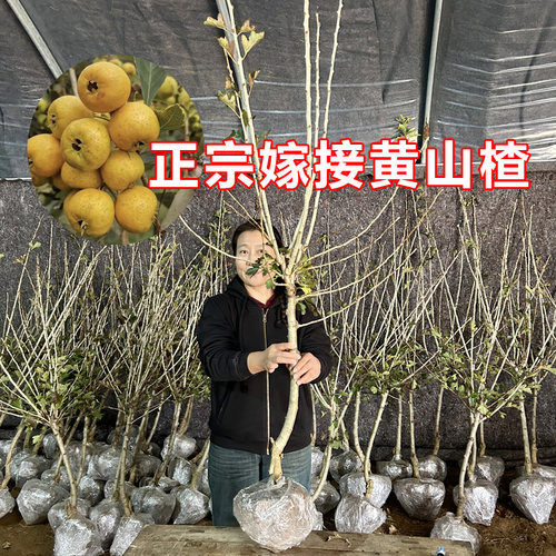 盆栽黄山楂树活苗嫁接大金星五棱甜红黄山楂果苗山楂树盆景山东 - 图1