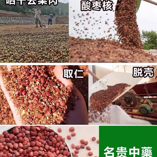 酸枣苗高产药用双仁酸枣树活苗野生酸枣仁苗中药晋酸3号枣树砧木 - 图2