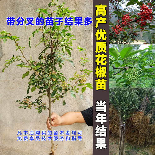 正宗大红袍花椒苗营养杯盆栽花椒树苗特麻山东花椒树土球藤椒地栽 - 图1