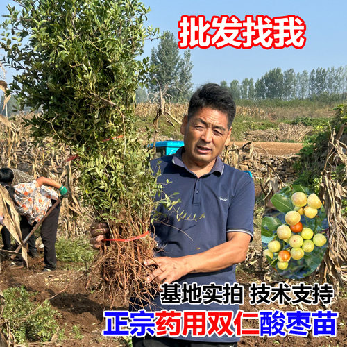 酸枣苗高产药用双仁酸枣树活苗野生酸枣仁苗中药晋酸3号枣树砧木 - 图1