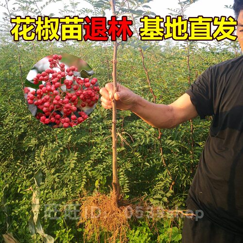 正宗大红袍花椒苗营养杯盆栽花椒树苗特麻山东花椒树土球藤椒地栽 - 图0