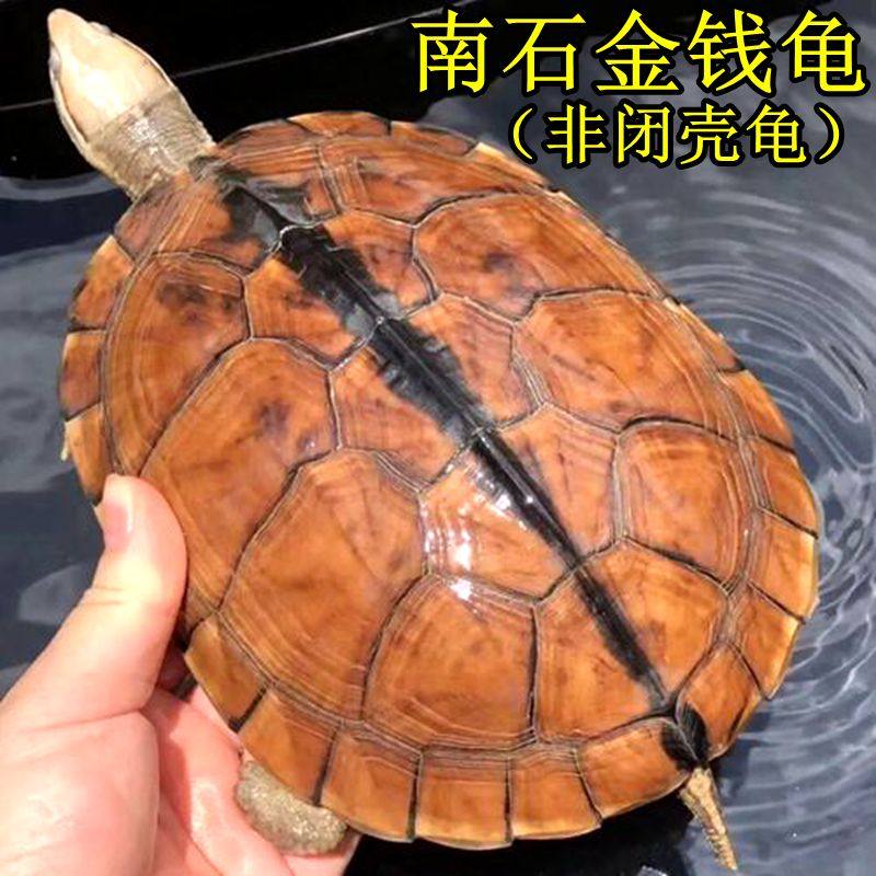 纯种金钱龟三线闭壳龟黄喉拟水龟石金钱苗黄头招财小宠物乌龟活体,淘宝优惠券,粉丝福利购,淘宝优惠卷