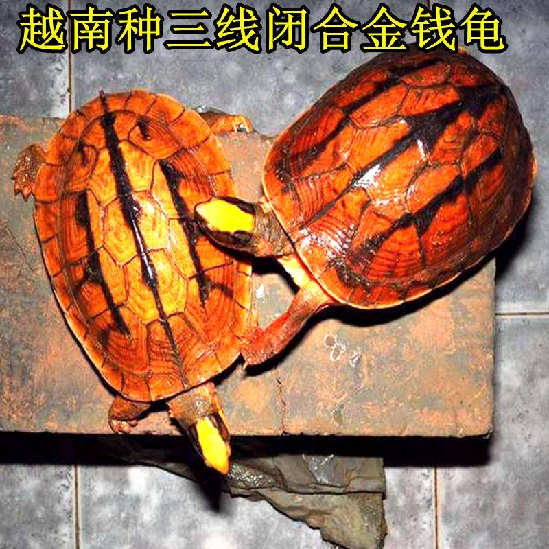 纯种金钱龟三线闭壳龟黄喉拟水龟石金钱苗黄头招财小宠物乌龟活体,淘宝优惠券,粉丝福利购,淘宝优惠卷
