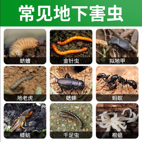 辛硫磷颗粒土壤杀虫剂地下上害虫蛴螬蚂蚁蝼蛄一扫光专用农药大全 - 图0