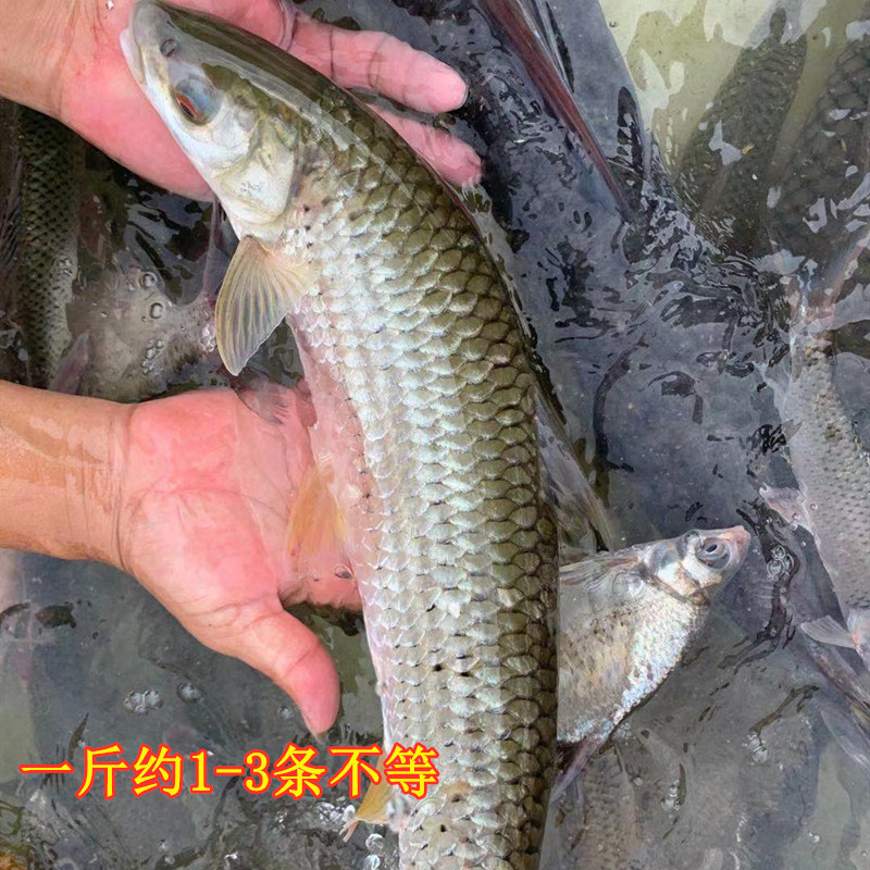 新鲜赤眼鱼红眼赤眼鳟 淡水鱼原生态万绿湖水库鱼生土货1斤非养殖 - 图0