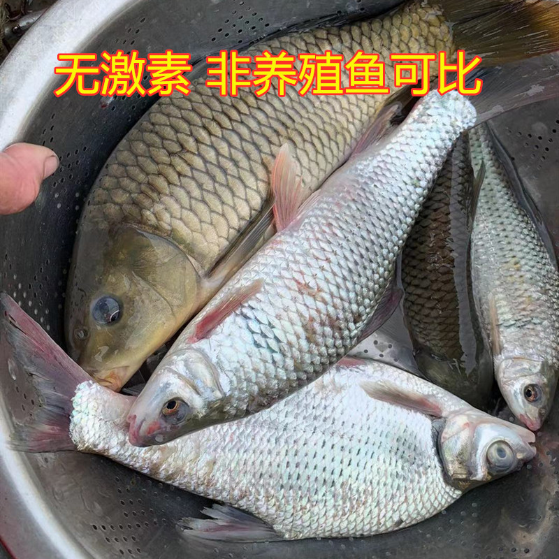 土货万绿湖大杂鱼鲤鲢土鲮草鲩混搭观赏淡水现宰新鲜顺丰包邮广东 - 图1