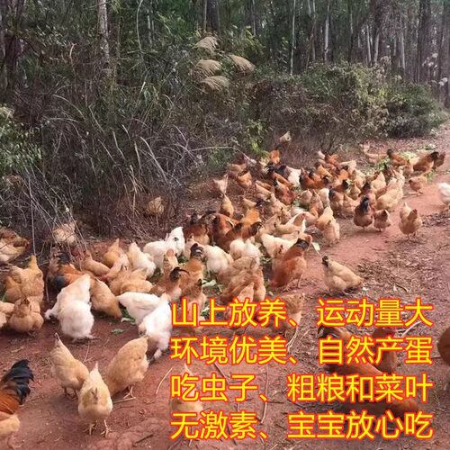 农家土鸡蛋家鸡蛋新鲜乡下特产散养家鸡蛋30枚当天草鸡月子蛋 - 图0