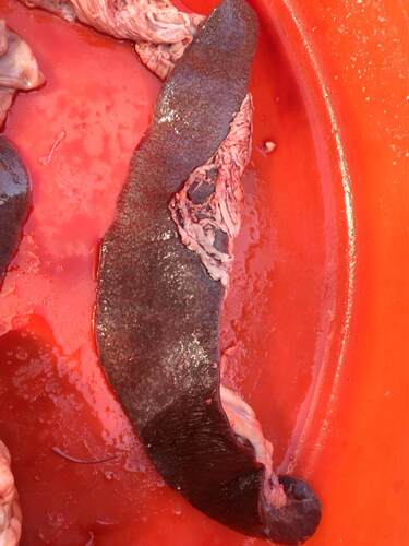 猪上水内脏猪肝全套粉肠小肠瘦肉八刀汤新鲜猪杂农家土猪3斤包邮 - 图2