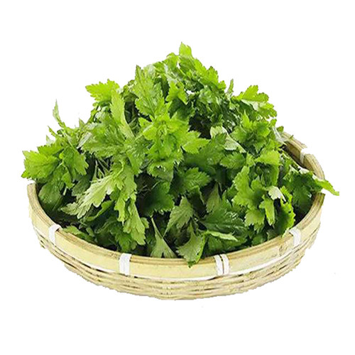 山东野菜种植基地大叶菊花脑种子种苗种籽阳台盆栽蔬菜多年生包邮 - 图3