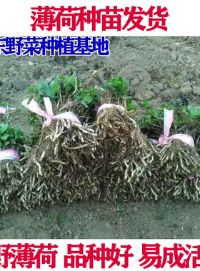 山东野菜种植基地野生种苗籽清香