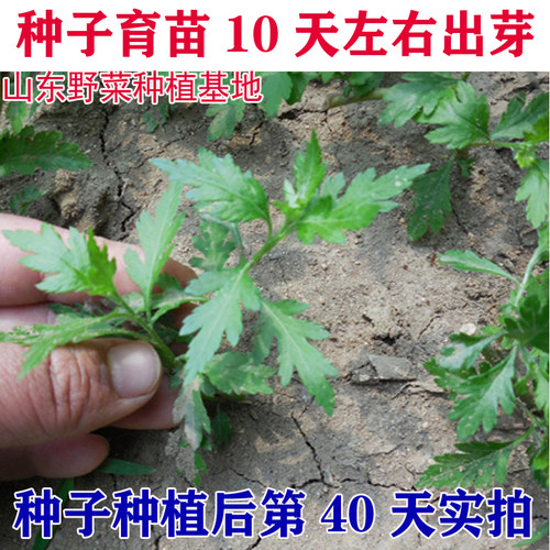 山东野菜种植基地大叶菊花脑种子种苗种籽阳台盆栽蔬菜多年生包邮 - 图0
