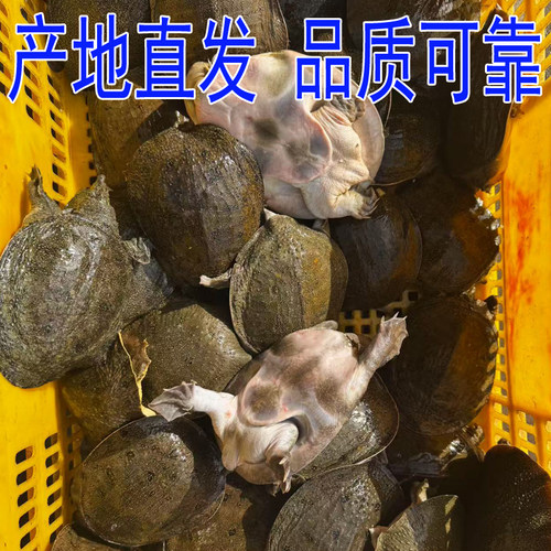包活送到生态散养套养冷水小甲鱼苗小中华鳖苗活体水鱼王八食用 - 图0