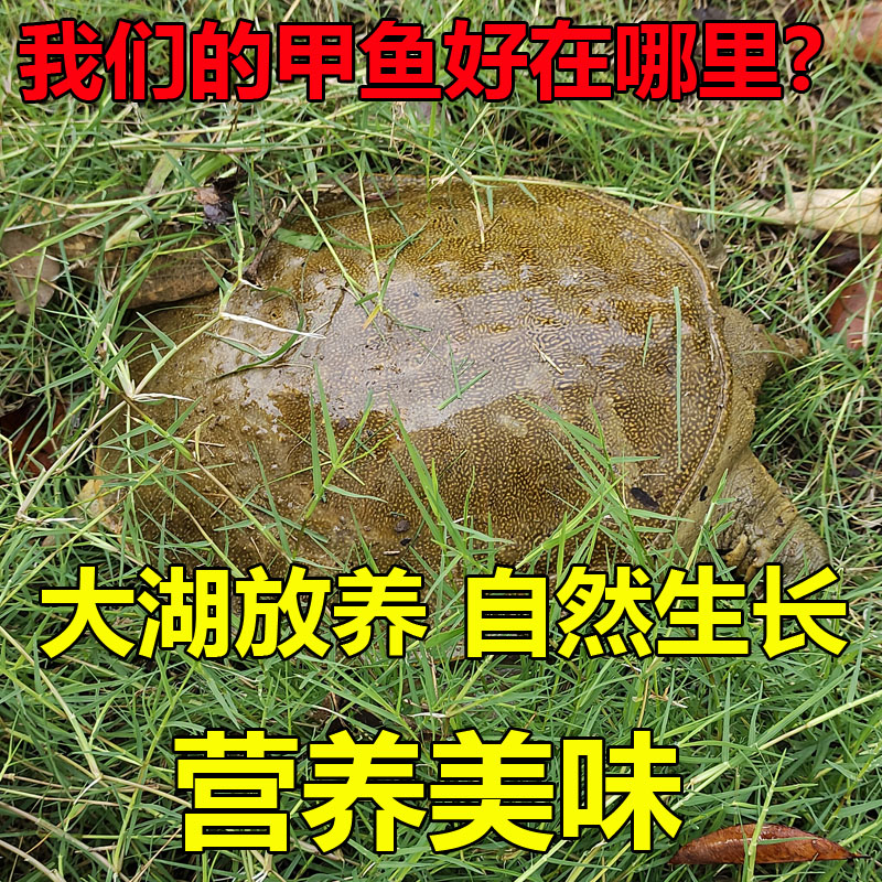 【当天抓】足斤公雄大甲鱼活体鲜活食用甲鱼中华鳖苗水鱼团鱼王八 - 图1