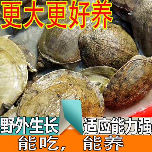 外塘鲜活小甲鱼苗小 冷水放养小甲鱼苗卤味麻辣小甲鱼中华鳖苗 - 图1