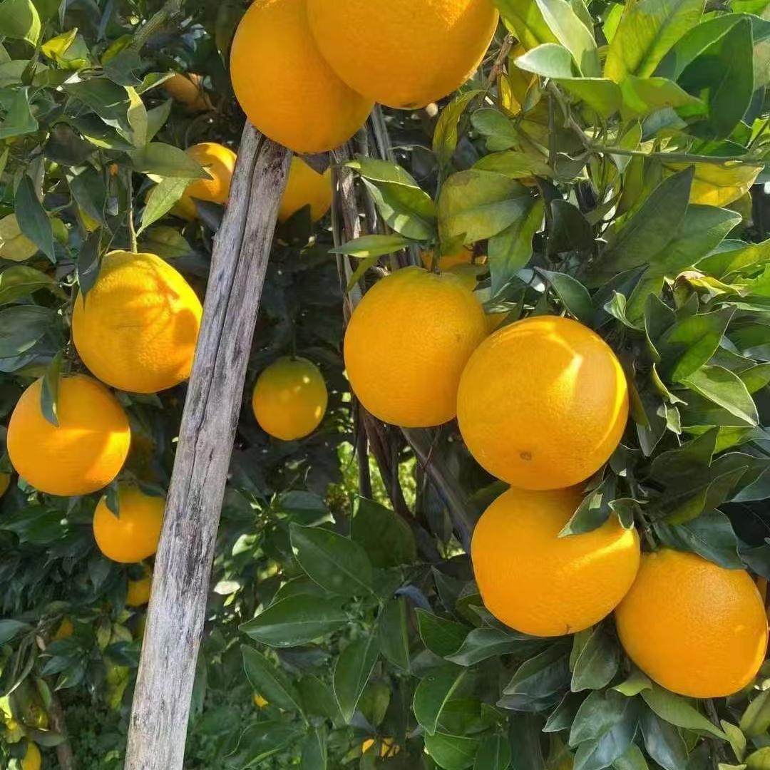 赣南脐橙装信丰脐橙果园直发新鲜水果橙子现采现发榨汁橙子,淘宝优惠券,粉丝福利购,淘宝优惠卷