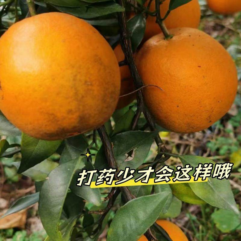 赣南脐橙榨汁橙子花皮果丑果信丰脐橙现采现发新鲜水果,淘宝优惠券,粉丝福利购,淘宝优惠卷