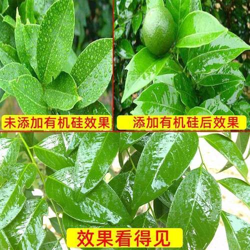 农用有机硅助剂强渗透 防雨淋 增强药效展着剂10ml有机硅农药包邮 - 图2