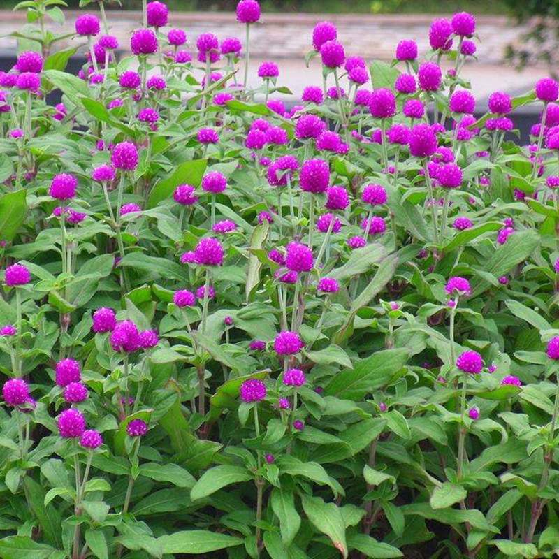 室外耐旱高温花籽千日红热带植物花子花草庭院绿化花种籽观赏花卉-图3