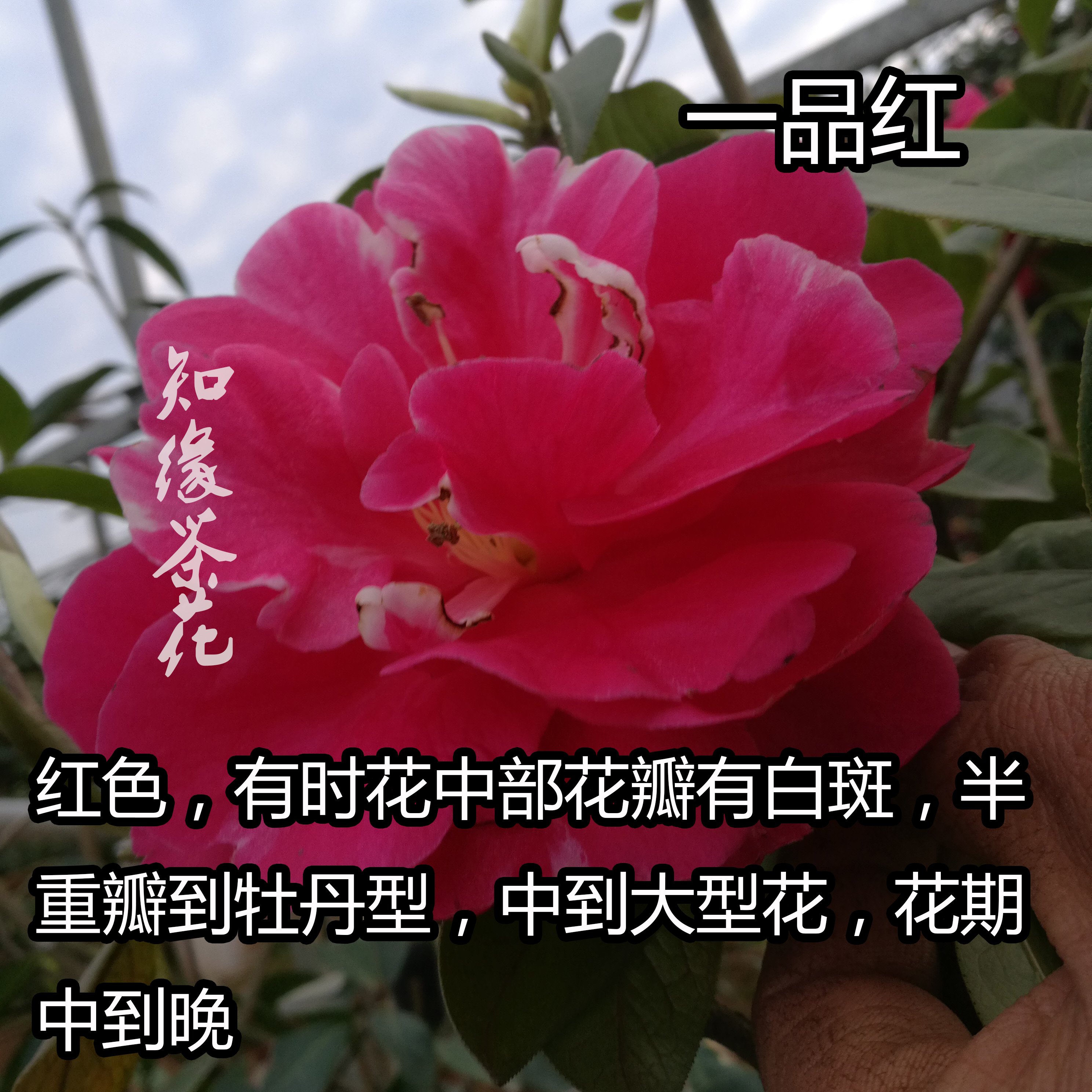 一品红 云景红云南茶花苗原生扦插嫁接苗盆栽云茶