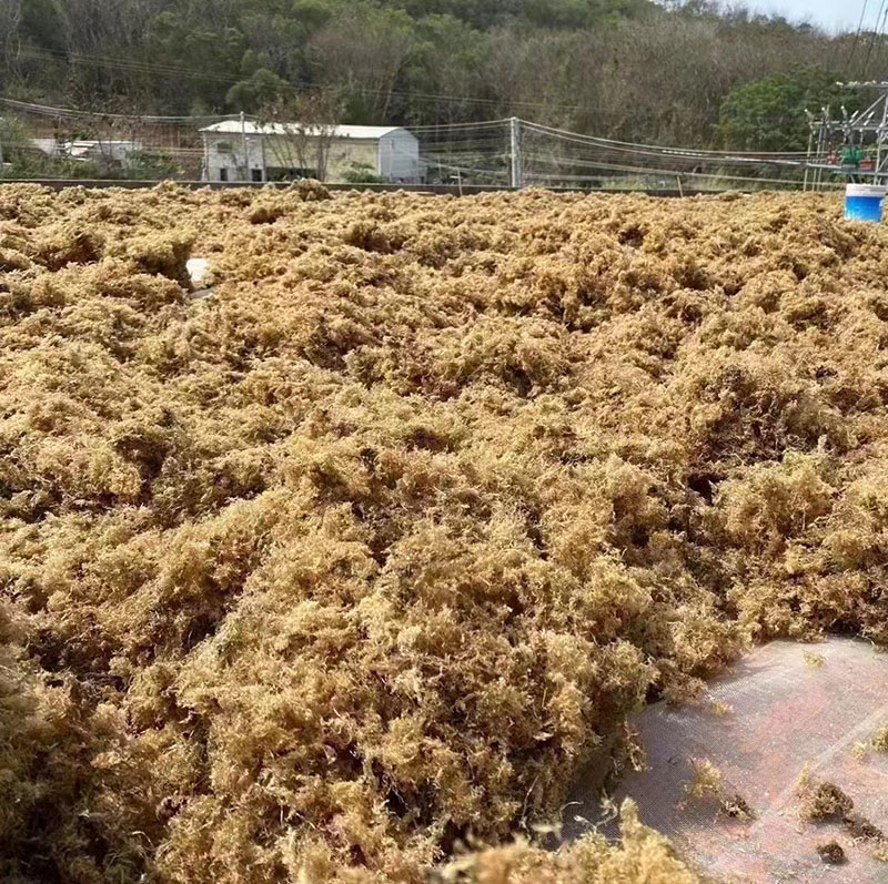 南澳特产潮汕海石花草野生100g凉粉膏草干货四果汤原料洋菜岩衣胶 - 图0