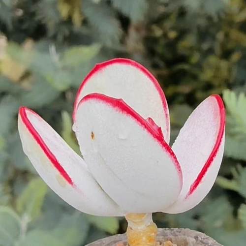 稀有品种多肉植物白眉办公室内花卉盆栽净化空气趣味肉肉新手好养 - 图0